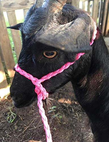 adustable goat halter and lead burnt orange sheep halter small livestock halter
