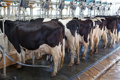Melasty 4 Pcs Milking Machine Cow Inflation/Liner for Medium Sized Teats, 12 ½’’ Long Rubber Cow Liner, Soft Rubber Milk Teat Liners