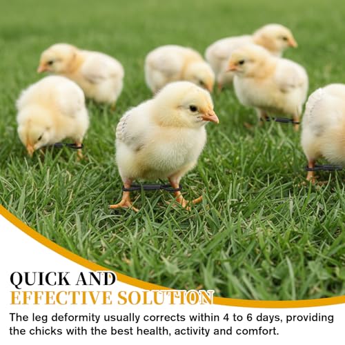 50 Pieces Chick Leg Bands Baby Chicken Splay Hobble Brace Adjustable Poultry Leg Bands for Newborn Chicken Birds Quails Ducks of 1 to 3 Days Newly Hatched