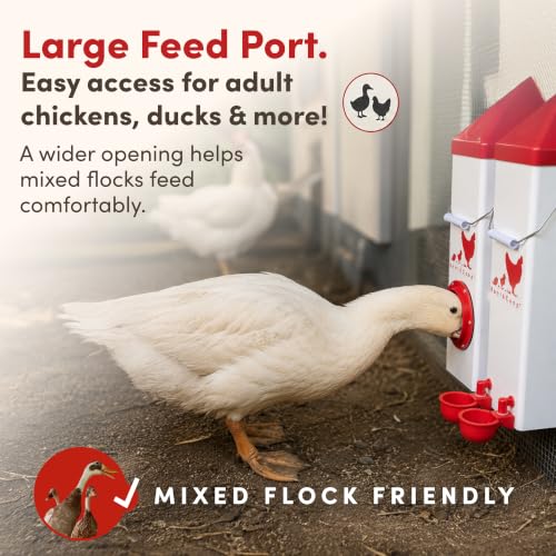 RentACoop High Rise 2 Gallon Chicken Waterer and 10lb Feeder Set