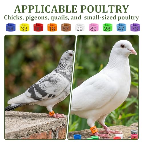 100Pcs Chicken Leg Bands, 8mm Birds Leg Rings | 10 Color Readable Numbered Chicken Leg Rings Clip-On Poultry Foot Ring for Baby Chick Bantam Finch Dove Small Birds