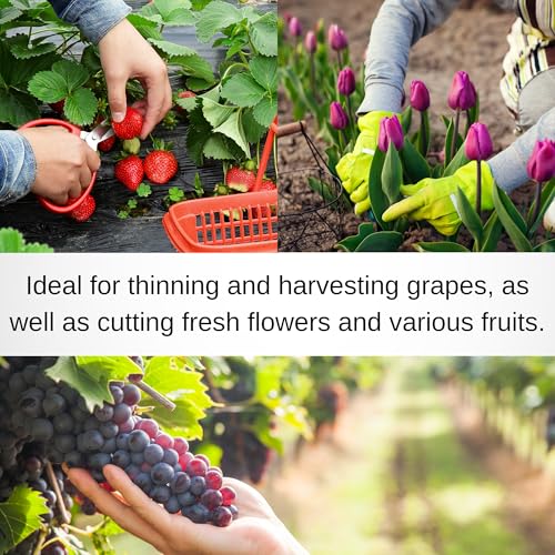Chikamasa B-500SLF Stainless Steel Fluorine Coated Garden Pruning Shears with Nascom Blade Cleaner & Sap Remover Set, Made in Japan Professional Gardening Maintenance Kit