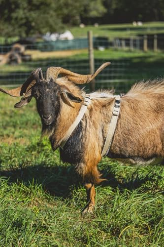 Goat Harness, Asatre Sheep Livestock Hemp Goat Halter, Small to X-Large, Fleece Lined, Multi-Clasp, Machine Washable Soft Durable Restraint (X-Large) - size: X-Large