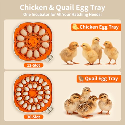 APDOE Egg Incubators for Hatching Eggs, Temperature and Humidity Control, Automatic Egg Turning, Egg Candler, External Water Bottle, Air Vent, for Chicken, Duck & Quail Eggs, 12 Eggs + 30 Quail Eggs - color: White + Orange, size: 12 Eggs