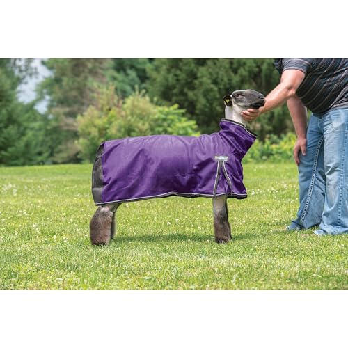 Weaver Leather Livestock ProCool Mesh Sheep Blanket with Reflective Piping, Purple, Large | Reflective Piping