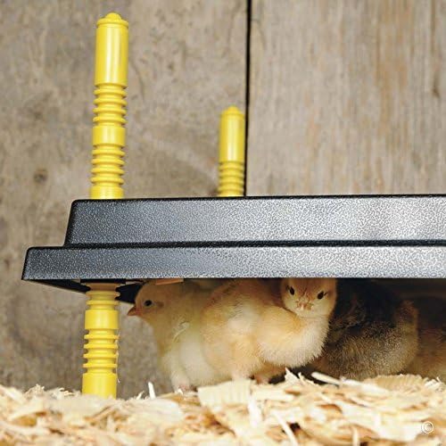 Premier 1 Chick Brooder Heating Plate – 12"x12", Warms Up to 20 Chicks | Alternative to heat lamp. 22 watts vs 175–250W for a heat lamp. Adjustable push-button legs. 110V, 70" cord. Up to 20 chicks.