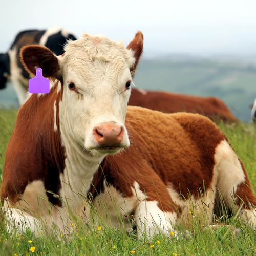 Lothee 100 Pcs Blank Cattle Ear Tags Large Plastic Precision Animal Identification Blank Livestock Ear Tags for Cattle Cow Horse Dog Pig Goat Sheep Farm Management (Purple) - color: Purple