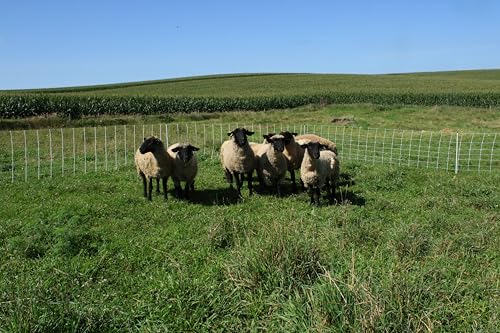 Classic Electric Netting- Electric Fence Protects Sheep, Goats, Gardens, beehives, and More. Electric net Fence Keeps preditors Out. (35" x 82') - size: 35" x 82'