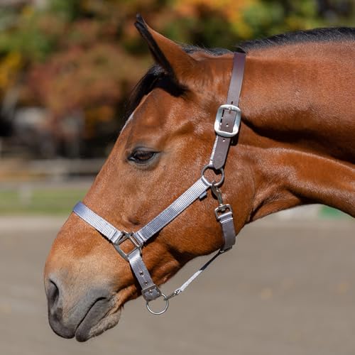 Equinavia Loki Adjustable Breakaway Horse Halter - Silver Sconce Gray - Cob - color: Silver Sconce Gray, size: Cob