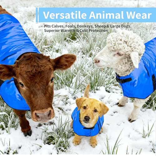 Calf Coat - Blue Calf Blanket for Winter, 2-Pack | Winter Blanket for Calves, Goats, Dogs, Foal, Donkey | Water Resistant & Adjustable Livestock Warmer