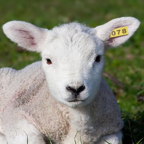 50pcs Farm Animal Ear Tags Numbered 001-050 Livestock Identification for Cattle Cows Hogs Pigs Sheep Goats (50, Small-Yellow) - color: Small-yellow