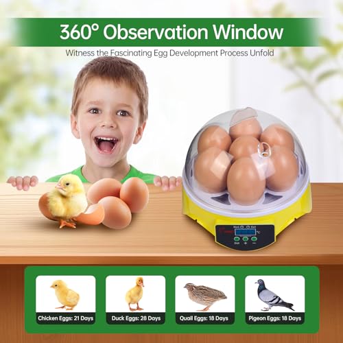 360° View 7-Egg Poultry Incubator for Hatching Chicken, Duck, Goose, Parrot, and Quail Eggs, with Temperature Control