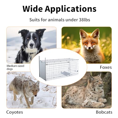 Timaze 42" Large Foldable Humane Live Animal Trap Cage | Heavy-duty foldable animal trap cage,suitable for dogs,foxes and coyotes weighing up to 38 pounds