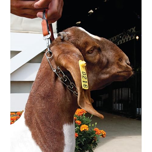 Weaver Leather Pronged Chain Goat Collar
