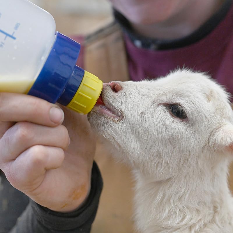 Premier 1 Wide Mouth Lamb 'N' Kid Feeding Bottle