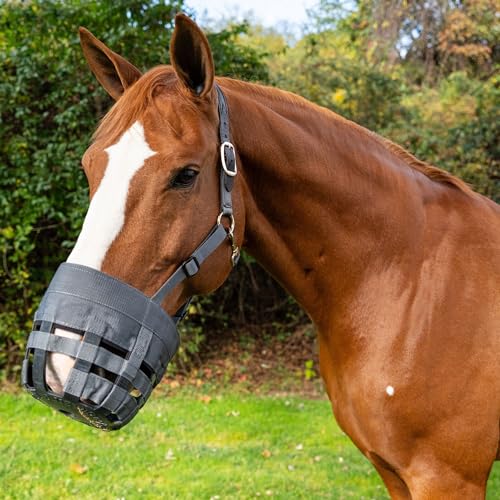 Best Friend Deluxe Leather Crown Grazing Muzzle - Horse Muzzle with Attached Halter, Adjustable, Breakaway, Lightweight, Ventilated, for Controlled Grazing - Dark Grey, Cob Size - size: Cob