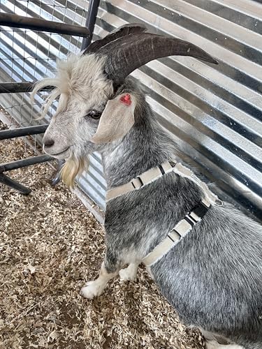 Asatre Adjustable Lined Hemp Goat Harness, Sheep, Livestock Durable Multi-Clasp Livestock Gear, Comfortable Farm Pet Accessory (Large) - size: Large