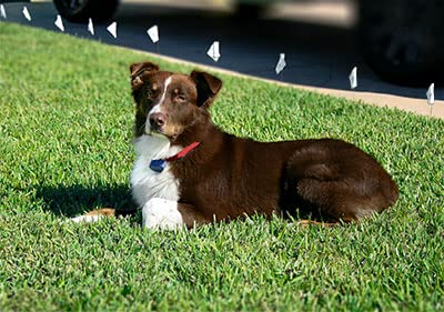 Underground Electric Dog Fence Kit, Pro Grade, 1-Dog, 1000 ft | Complete DIY system: digital transmitter, waterproof receiver(s), boundary + twisted wire, training flags, splices, staples - size: 1000 ft