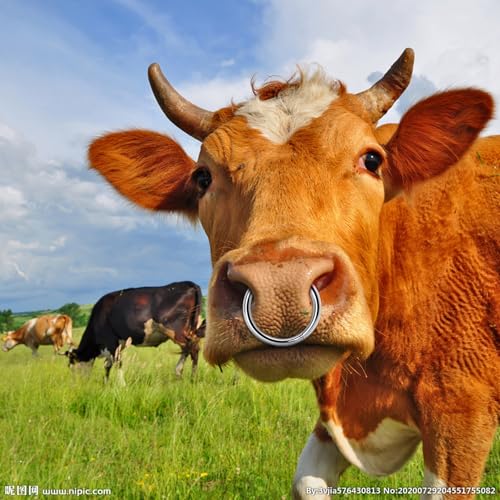 Bull Nose Rings Stainless Steel Cattle Nose Rings for Bulls and Cows Farm Animal Tool for Livestock Management and Animal Care (M) - size: M