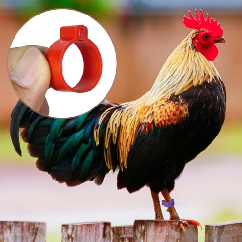 Chicken Leg Bands, 50 Pack, 20mm, 5 Colors, Poultry ID Tags for Ducks, Bantam, Guinea, Goose (50, Multicolor)