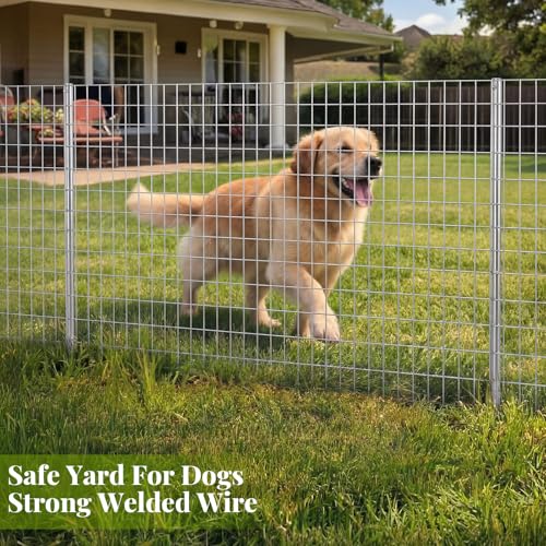 Gisafai 36in x 100ft Welded Wire Fence, 2 Inch x 4 Inch 16 GA, Galvanized Metal Garden Fence Roll Wire Mesh Netting for Goat Deer Cattle Animal Enclosures and Yard Vegetable Plant Protection,Silver - color: Silver, size: 36in X 100 ft
