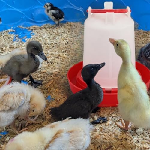 DoubleWood Feeder & Waterer Combo Chicken Chick Poultry Plastic Container, Chick Waterer Set Perfect for Chicks, Quail, and Ducks