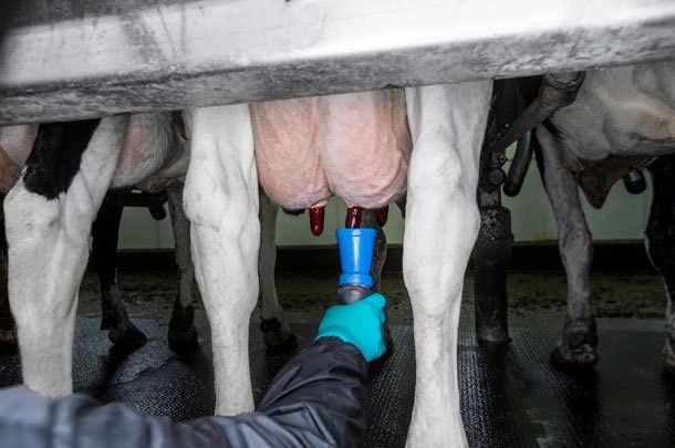 Melasty, 1 Quart Disinfecting Teat Dip .5% Iodine with Non-Return Teat Dip Cup for Sanitizing Cows, Goats and Sheep Pre-Post Milking