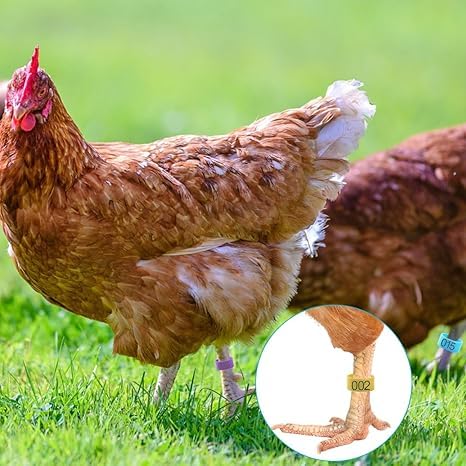 100 Pcs Numbered Chicken Leg Bands, Multi-Color for Poultry | Numbered 1-100 in 10 colors. Fits chickens, ducks, quails, pigeons, birds. Snap-on plastic ID bands for easy identification.