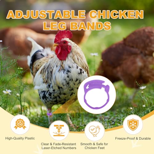 M METERXITY 50-Pack Adjustable Chickens Leg Bands, 17-22 mm Plastic Poultry Identification Chicken Leg Rings for Turkey/Duck/Goose/Chicks, Colorful Numbered Foot Clip on Tags [Purple] - color: Purple