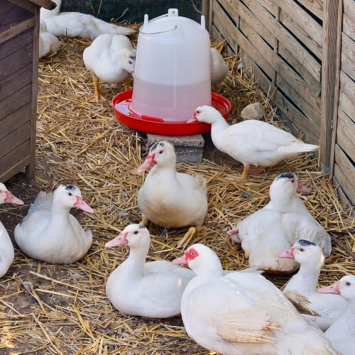 Pickmesh 2 Pcs 2 Gallon Plastic Chicken Waterer for Ducks, Easy Fill | Large Plastic Chicken Waterer, Plastic Poultry Drinker, Automatic Chicken Water Feeder, Duck Baby Chicks Outdoor Farm Rabbit