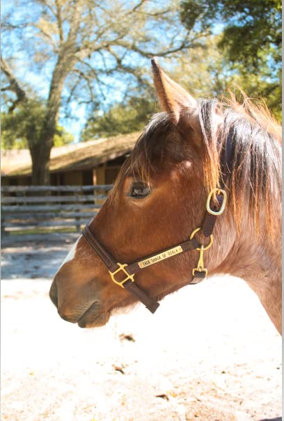 Turnout Leather Halter for Horses with Customized Engraved Name Plate | Brown Leather with Solid Brass Hardware | Fixed Chin, Double Buckle Crown - size: Yearling/Large Pony