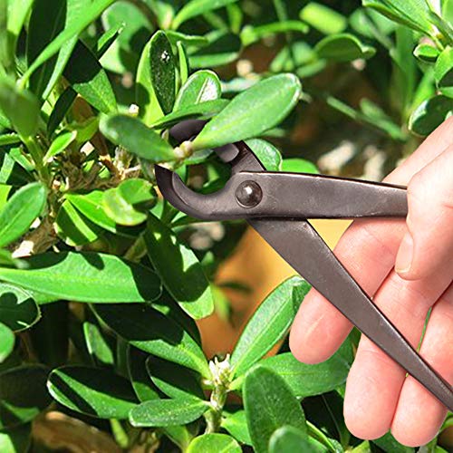 BambooMN Bonsai Basics Set - 8" Concave Cutter, 7" Heavy Duty Shear - 1 Set - color: Concave Cutter & Heavy Duty Shear Set, size: 1