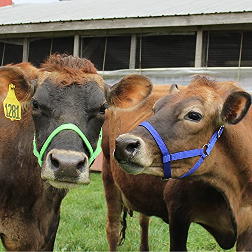 Derby Originals Adjustable Nylon Livestock Cattle Halters - color: Lime Green, size: X-Large (1400-2000+lbs)