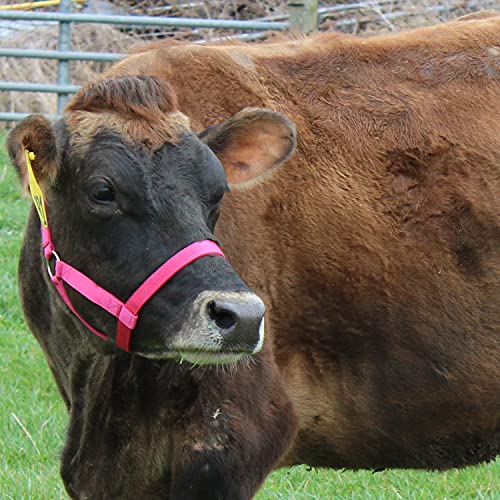 Derby Originals Adjustable Nylon Livestock Cattle Halters - color: Black, size: Large (800-1400lbs)