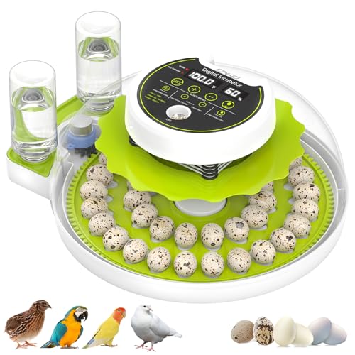 Quail Egg Incubator for Hatching 40 Quail Eggs with Automatic Turner | and Humidity Control,Small Brooder, Outdoor Poultry Egg Incubator, Suitable for Parrot Canary and Other Bird - color: Green