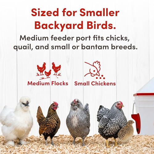 RentACoop Chick2Chicken 10lb BPA-Free 4-Medium Port Feeder
