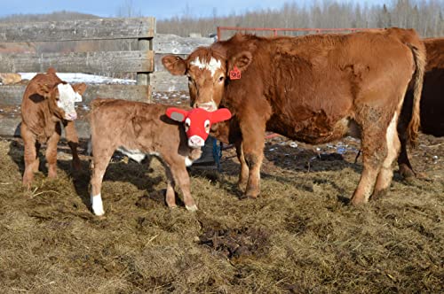 Calf Ear Warmers with Reusable Ear Tags - Ear Muffs for Cows to Prevent Frozen Ears/One Size Fits All Calf Hood/Water Resistant Polar Fleece/Includes Marker for Ear Tag | Water Resistant Polar Fleece, Ear Muffs for Cows to Prevent Frozen Ears, Includes Ma