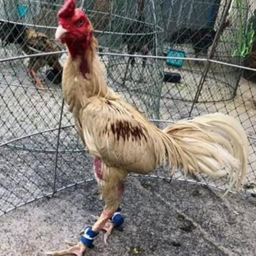 Gamefowl Rooster Supplies Chicken Shoes Gallos De Pelea Accessories Chicken Supplies Poultry Care Supplies Leg Protect 2 Pairs Color Pink and Green - color: Pink and Green