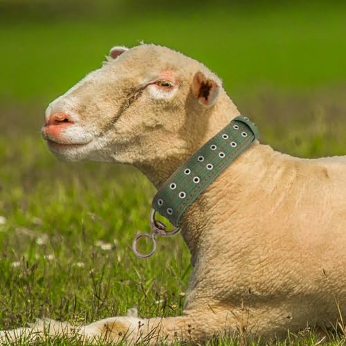 DOITOOL Thickened Canvas Livestock Collar 51.18 Inch Adjustable Neck Strap with Explosion-Proof Buckle for Cattle Calf Sheep Horse Farm Use