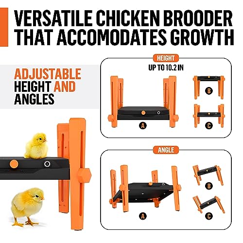 Pet & Livestock HQ Chicken Brooder Heater for Chicks - Chick Brooder Heat Plate - 12” x 12” Indoor Brooder Heating Kit with Adjustable Height and Temperature Display