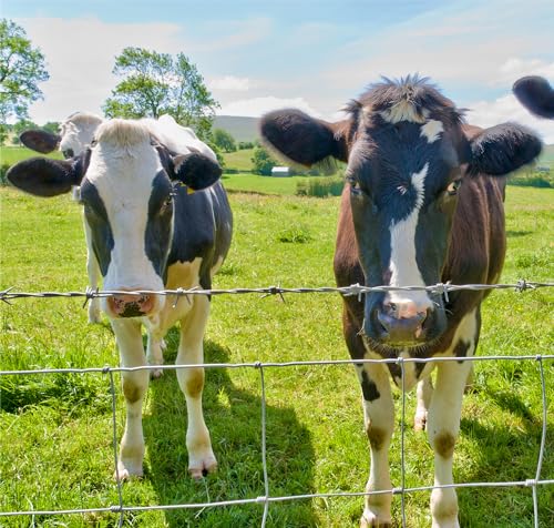 Farm Fence 6ft. x 100ft Galvanized Field Wire Fencing,Heavy Zinc Coating Cattle,Deer,Goat,Hog Wire Fence for Yard Garden & Animals Protection - size: Silver 72inx100ft