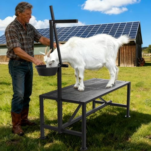 Upgrade Goat Milk Stand with Feed Bin, 400lbs Goat Stand for Grooming & Hoof Trimming, 1mm Thick Platform & Anti-Slip Design, for Pygmy and Dwarf Goats, Firm Head Lock and Adjustable Head - size: M - 38"L x 18"H