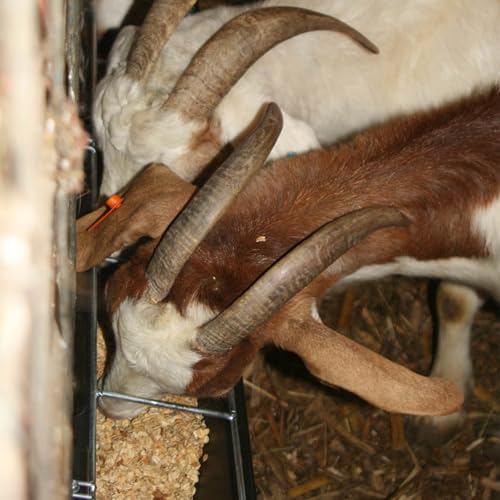 Little Giant HF9BLACK Hook Over Goat Trough Heavy Duty Galvanized Steel 9 Quart Feeder, Black (2 Pack) | Heavy-duty galvanized steel. Hooks over fence rails or panels. 9-quart capacity. For goats, sheep & small livestock.