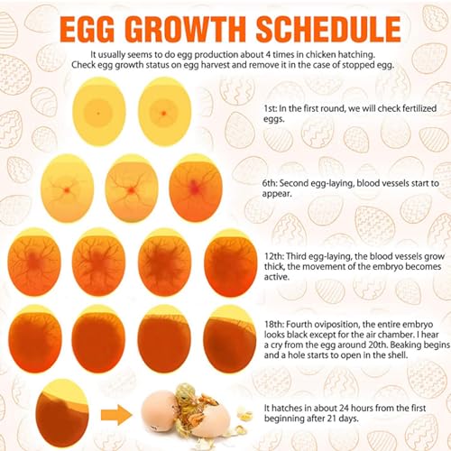 Bright Cool LED Light Egg Candler Tester Candler Candling Lamp, Egg Candler LED Light for Monitoring Eggs Development with 2 Soft Rubber