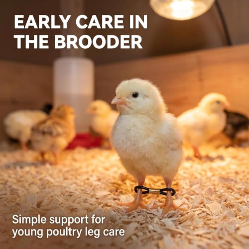 50 Pcs Black Baby Chick Splay Leg Hobble Chicken Leg Bands,Adjustable Chicken Hobble Braces for Spraddle Leg Repair Poultry Care Supplies,Bird Ducks Newly Hatched,Poultry Feeding and Watering Supplies