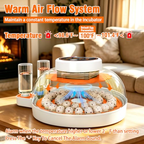 Quail Egg Incubator with Automatic Turner and Humidity Control | Quail Incubators for 40 Hatching Eggs,Outdoor Poultry Egg Incubator, Suitable for Parrot Canary and Other Bird - color: Orange