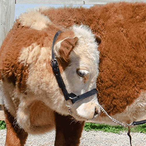 Derby Originals Premium Fancy Stitch Flat Leather Cattle Show Halter – Adjustable Fit with 48" Lead and 14" Chain, Small/Medium/Large – 1-Year Warranty - color: Havana, size: Large (950lbs-1500lbs)