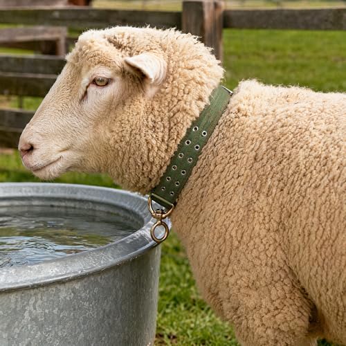 DOITOOL Cow Collar Canvas Calf Cattle Neck Collar, Adjustable Nylon Thickened Livestock Traction Neck Strap with 2 Rows Metal Buckle for Farm Goat Horse Goat Sheep Camel, Green