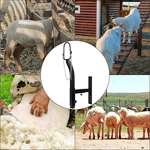 Livestock Stand 9.8 inch Height Adjustable, Goat Stand 5.9 inch Length Adjustable，Metal Livestock Stand Attachment Nose Loop Headpiece, Trimming Stand for Goat & Sheep. | Nose Loop Headpiece for Goat & Sheep, Powder-Coated Steel Trimming Stand for Farm Gr