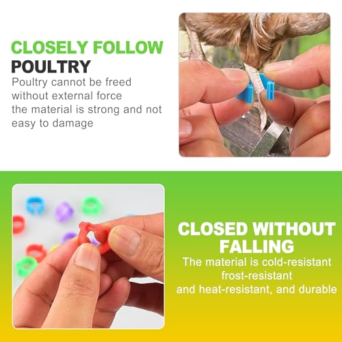 16mm Numbered Poultry Leg Bands – Colorful Chicken Leg Rings for Ducks, Geese, Turkeys, Game Birds – Bird Identification Bands for Poultry Breeding & Flock Management